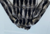 Beautiful men’s Chinchilla fur jacket.